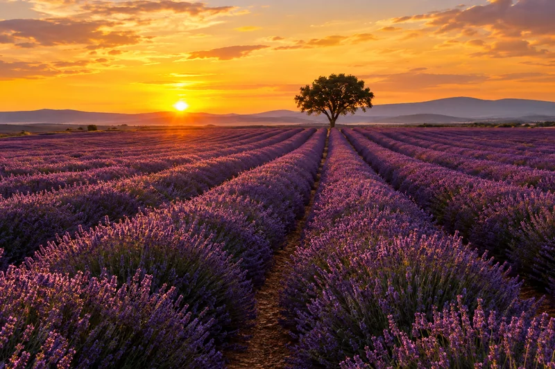 Lavendel bei Sonnenuntergang in Valensole ab Marseille